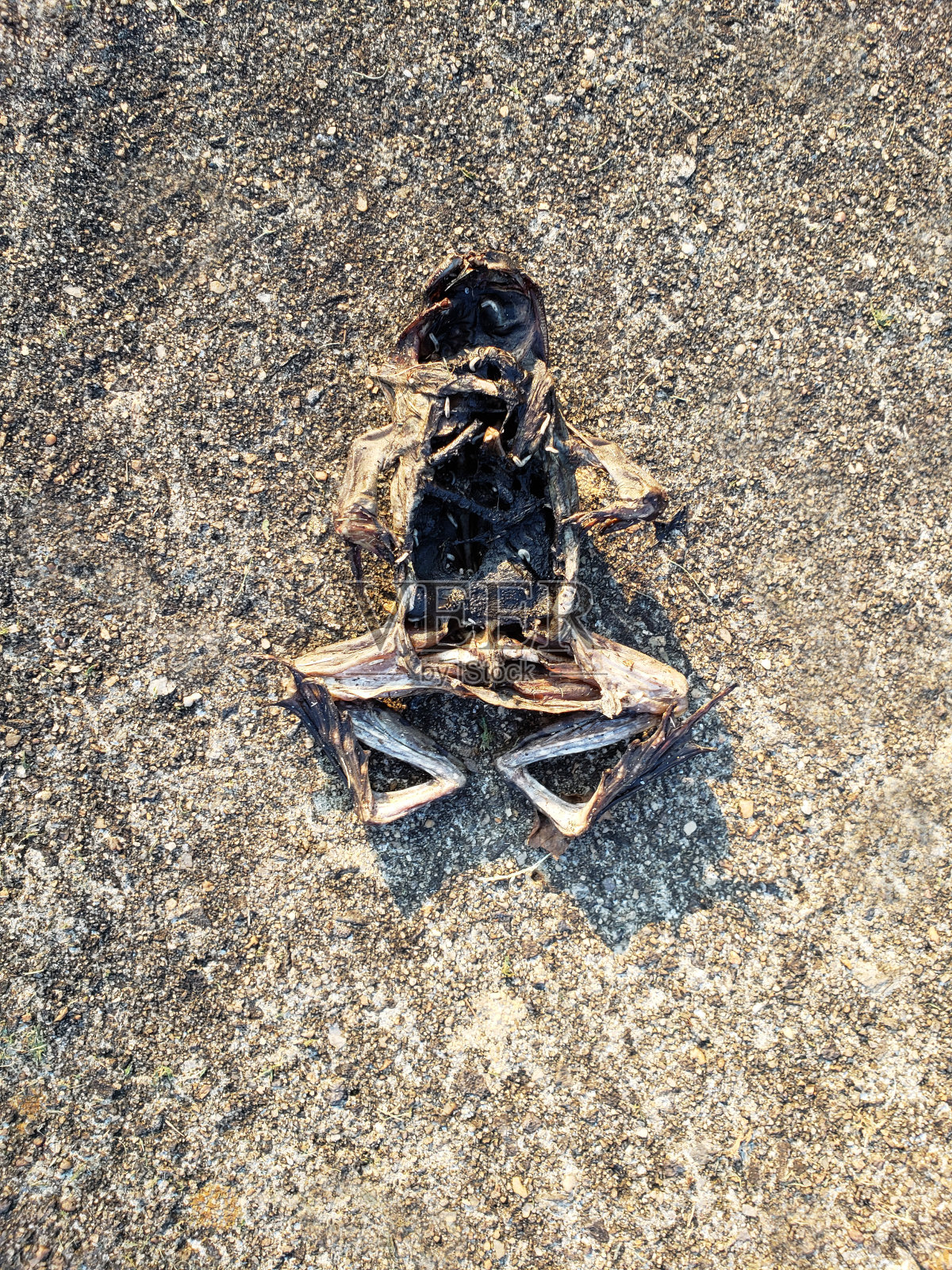 混凝土上腐烂腐烂的青蛙-死动物照片摄影图片