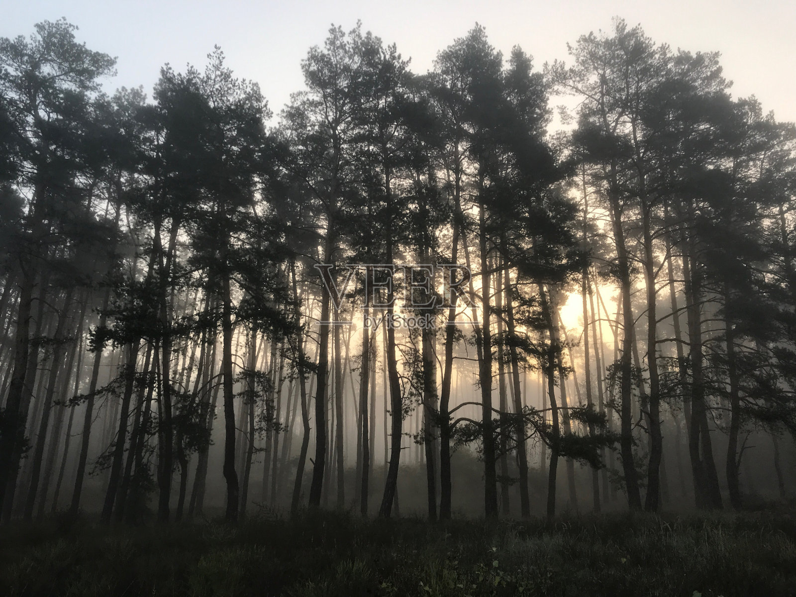 秋天雾蒙蒙的一天走进了森林照片摄影图片