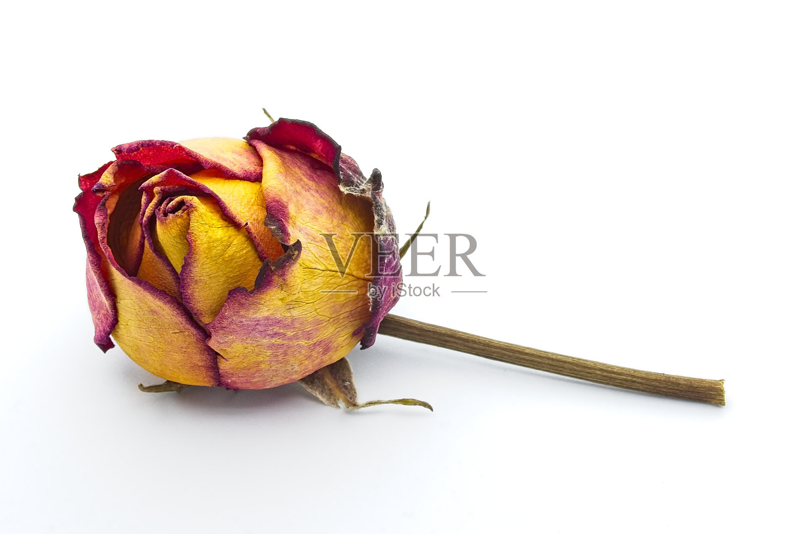 白色背景上的干玫瑰照片摄影图片