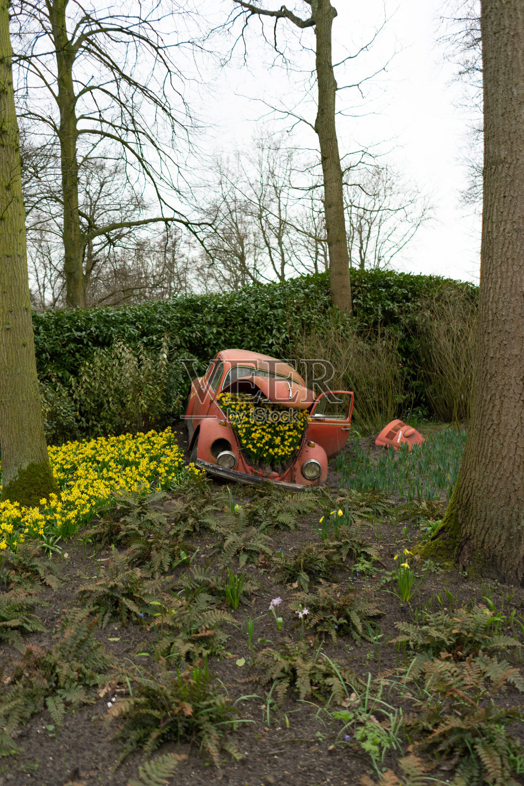 在一个雨天,库肯霍夫美丽的郁金香花园照片摄影图片