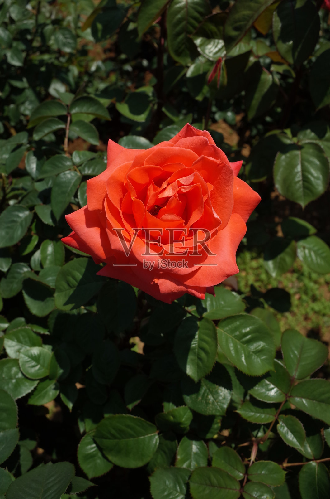 玫瑰橙“卡里·格兰特”照片摄影图片