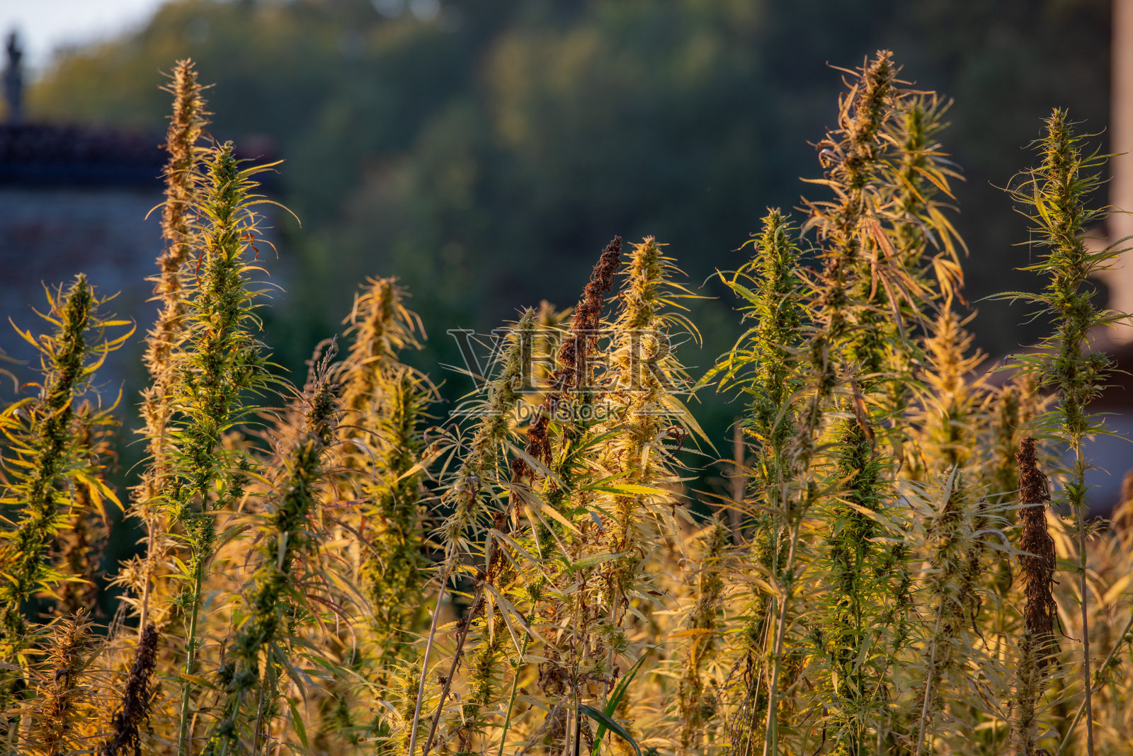 大麻植物照片摄影图片