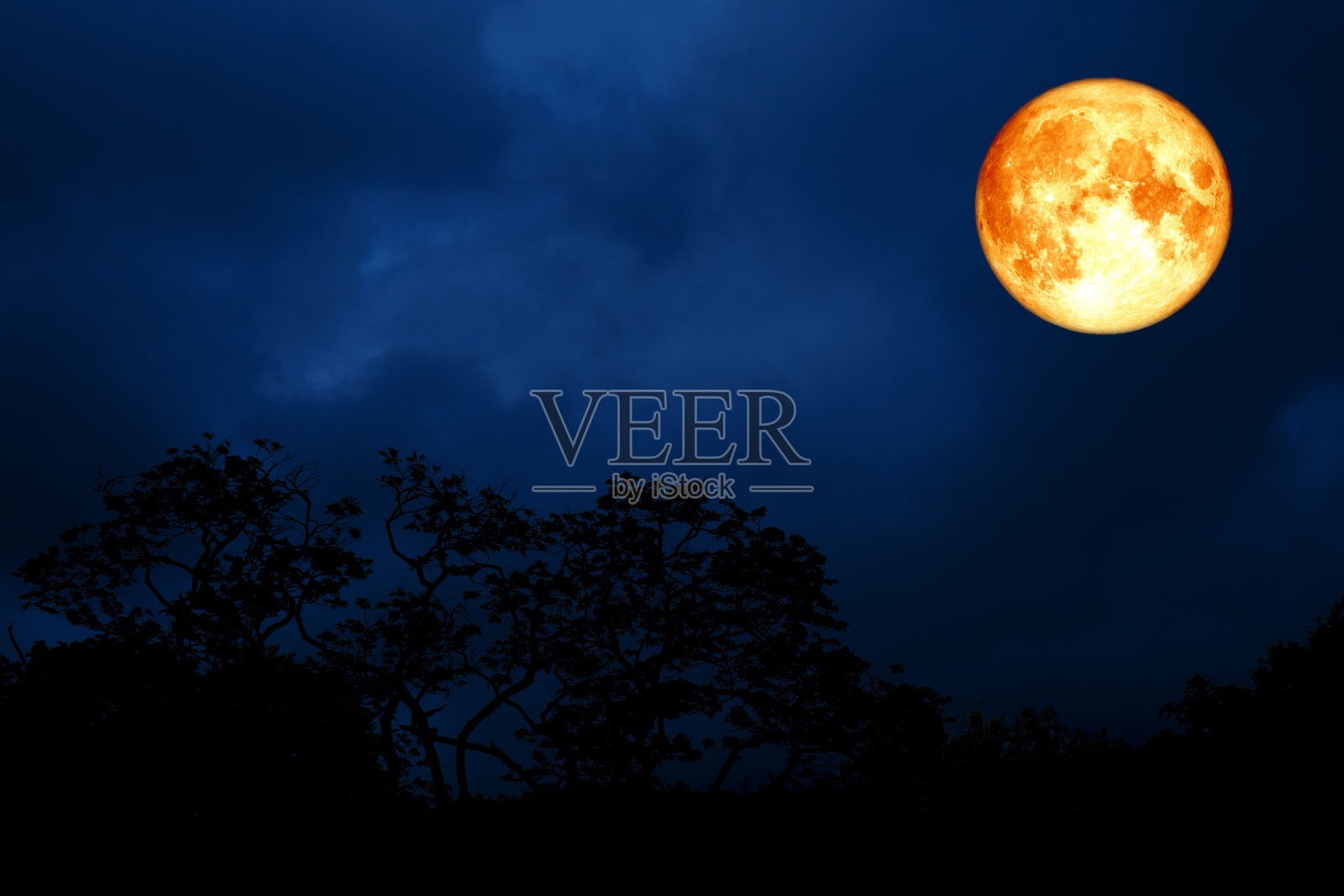 满血的月亮,在夜空的树上剪影的叶子照片摄影图片