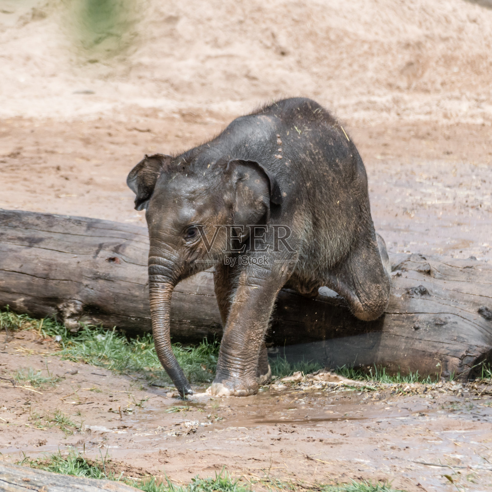 小象在原木上行走照片摄影图片