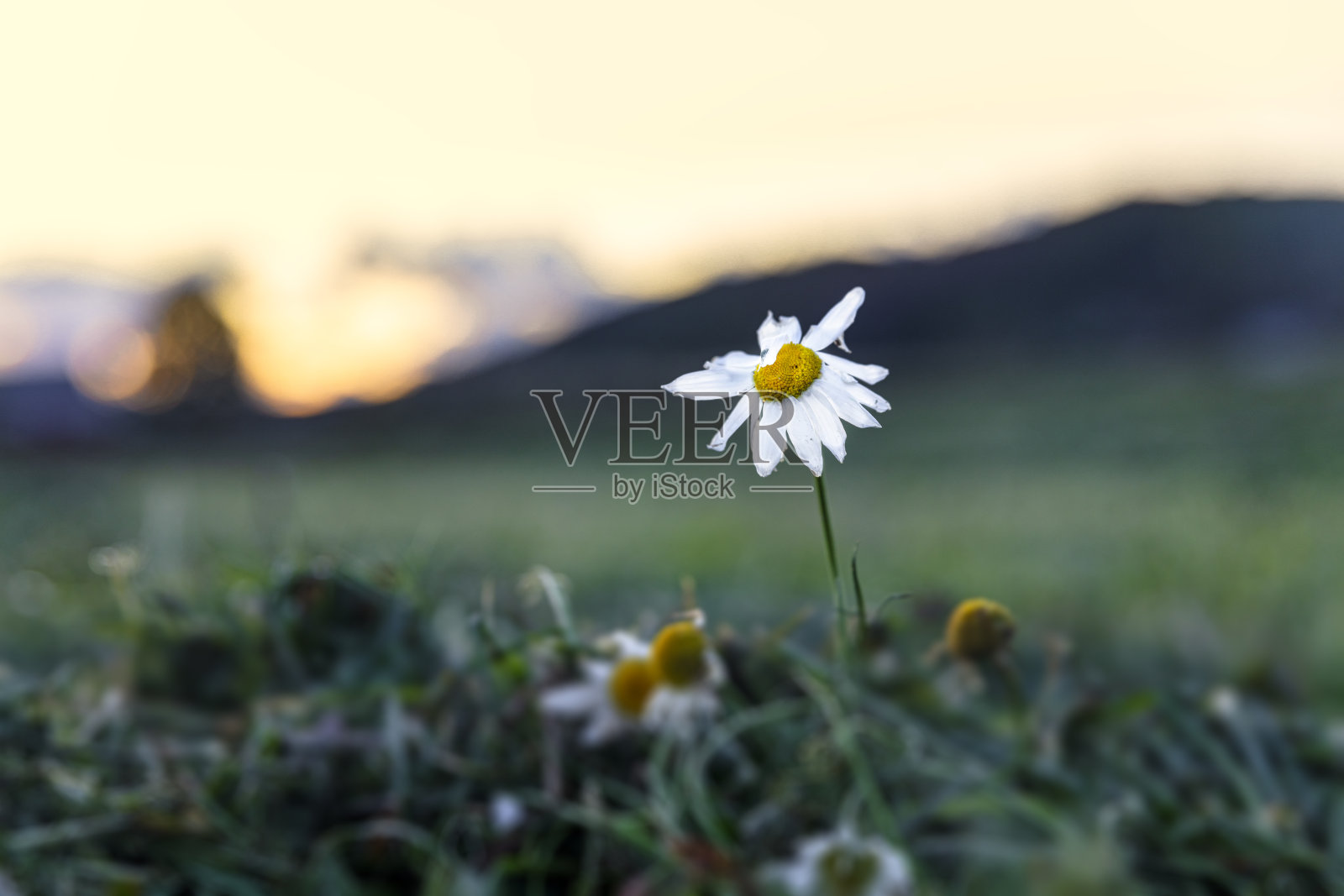 黛西在日落照片摄影图片