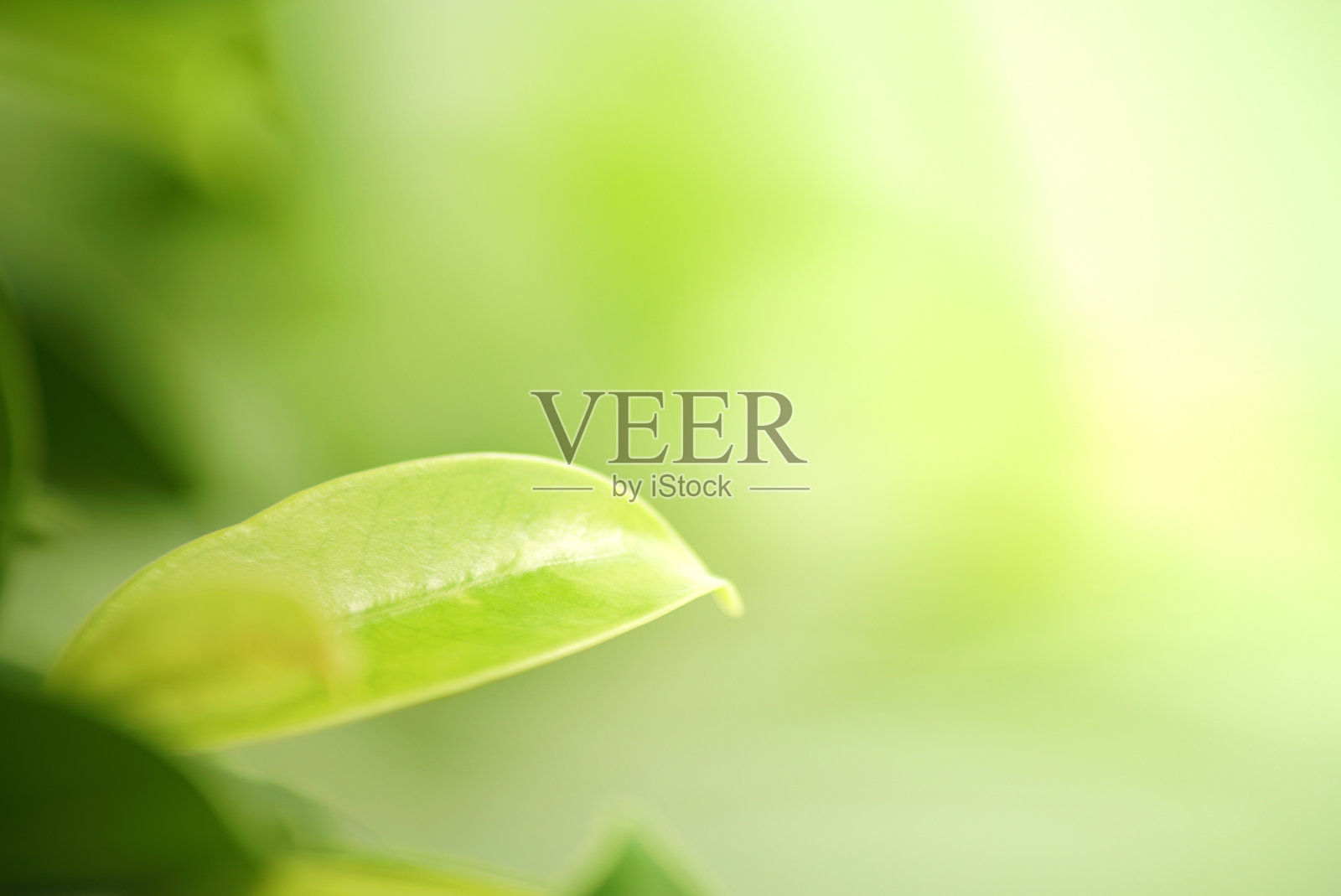 绿叶自然虚掩清新背景照片摄影图片