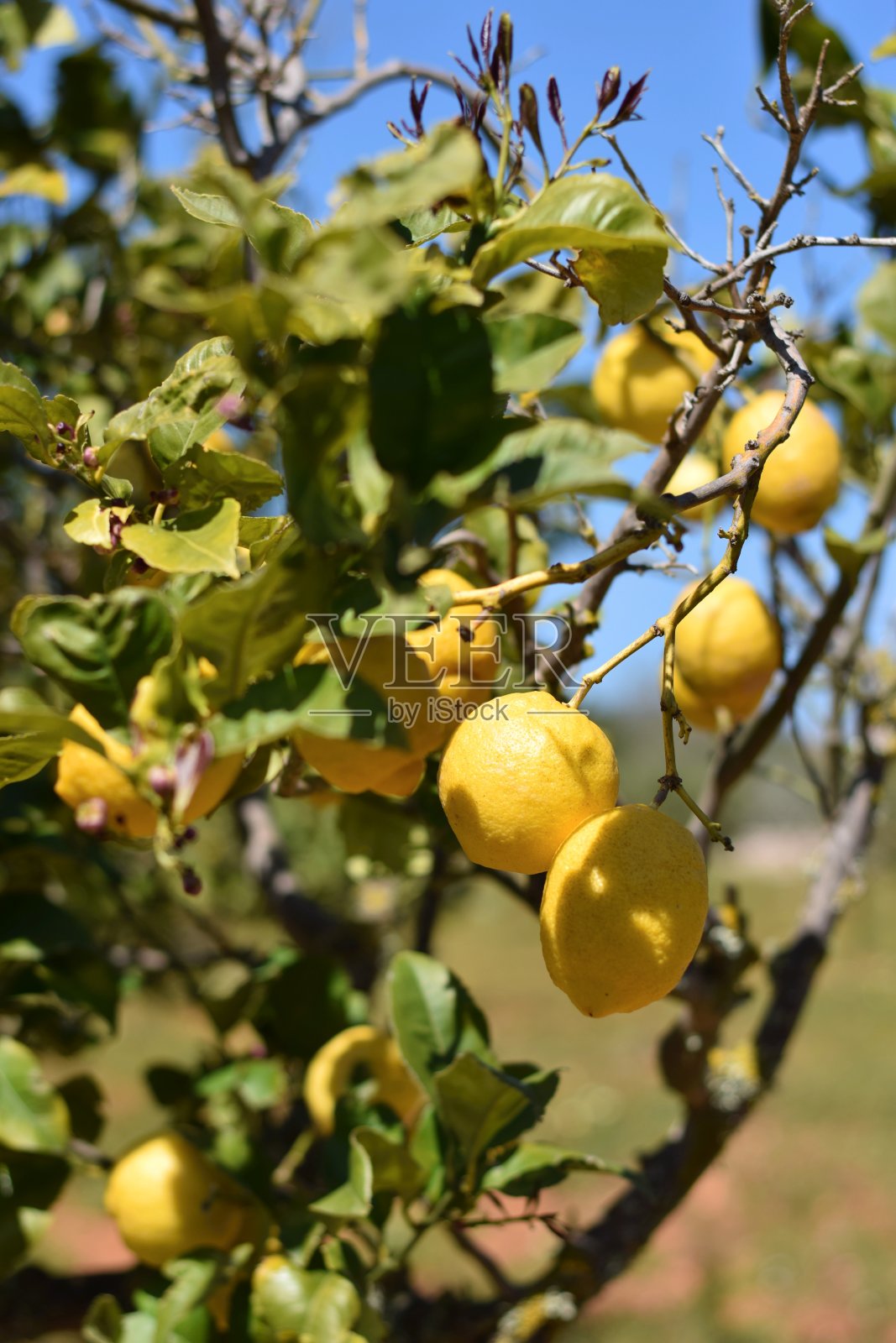 卡拉米查那的一棵柠檬树照片摄影图片