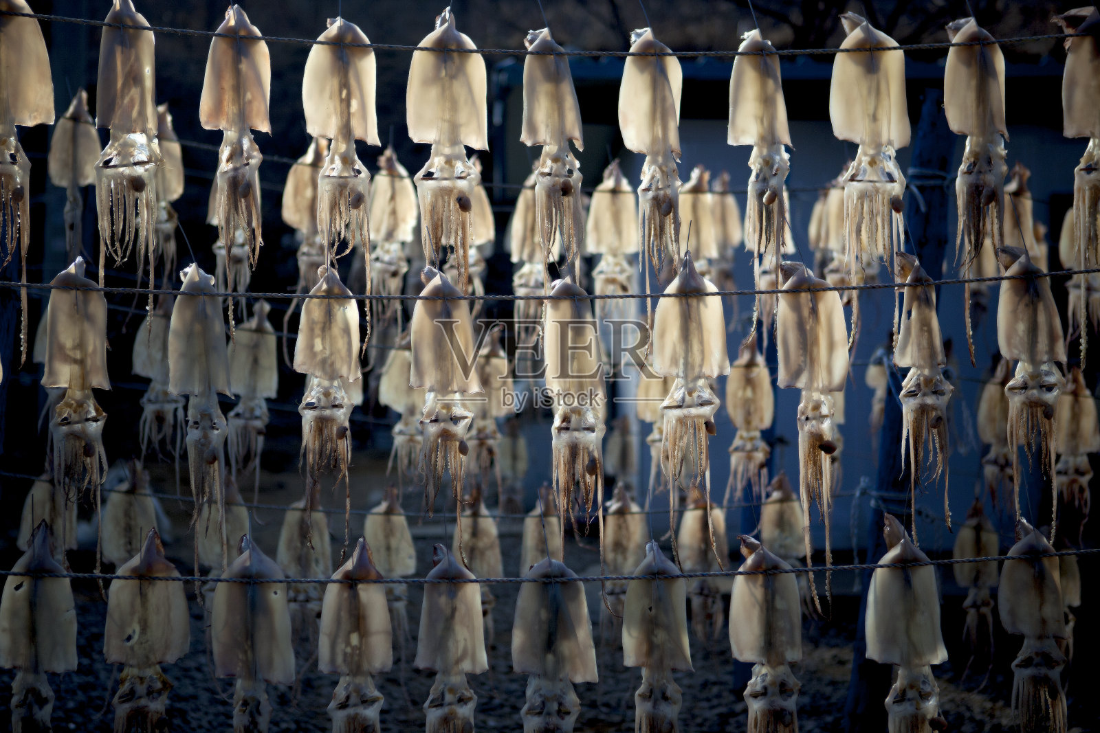 VD700鱿鱼干照片摄影图片