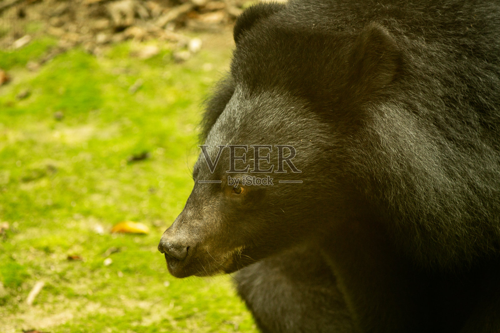 亚洲黑熊,又名月亮熊,老挝琅勃拉邦照片摄影图片