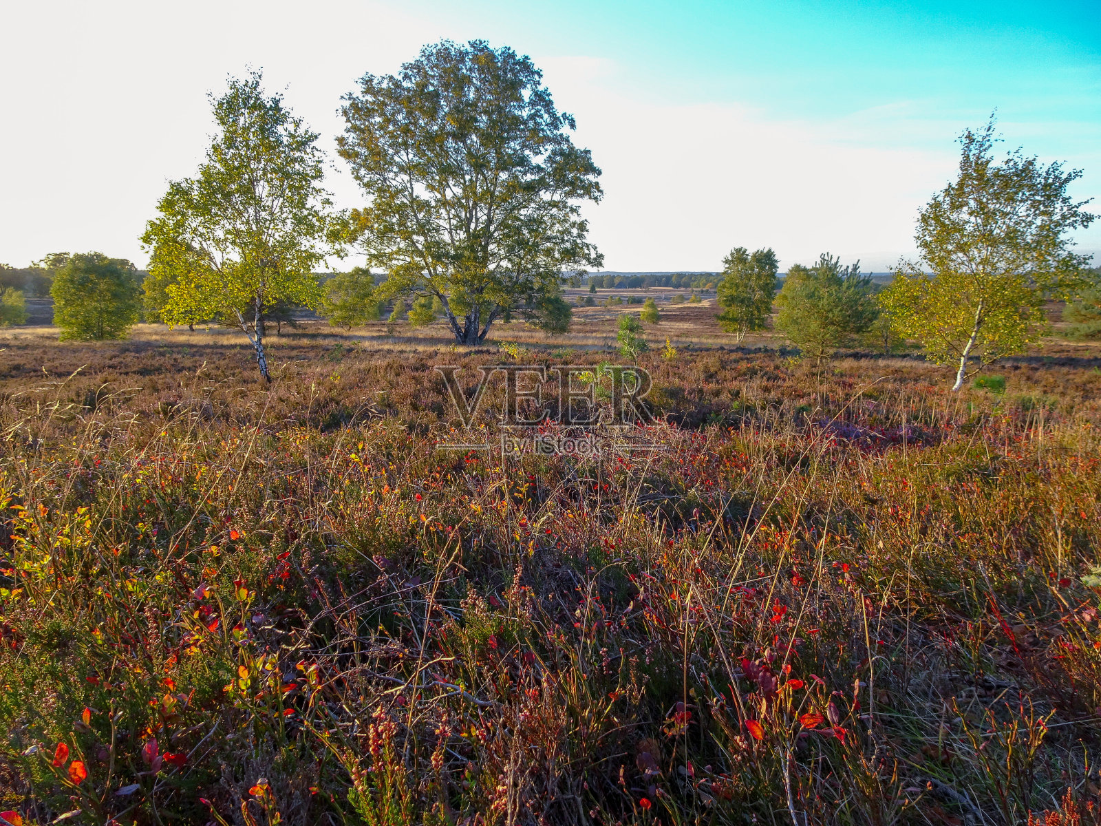 金色的秋天在Lüneburg荒原照片摄影图片