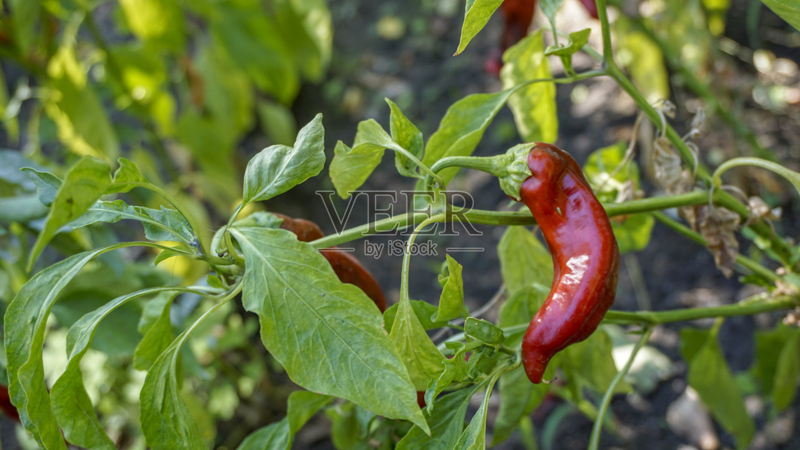 红帕德龙辣椒特写1。照片摄影图片