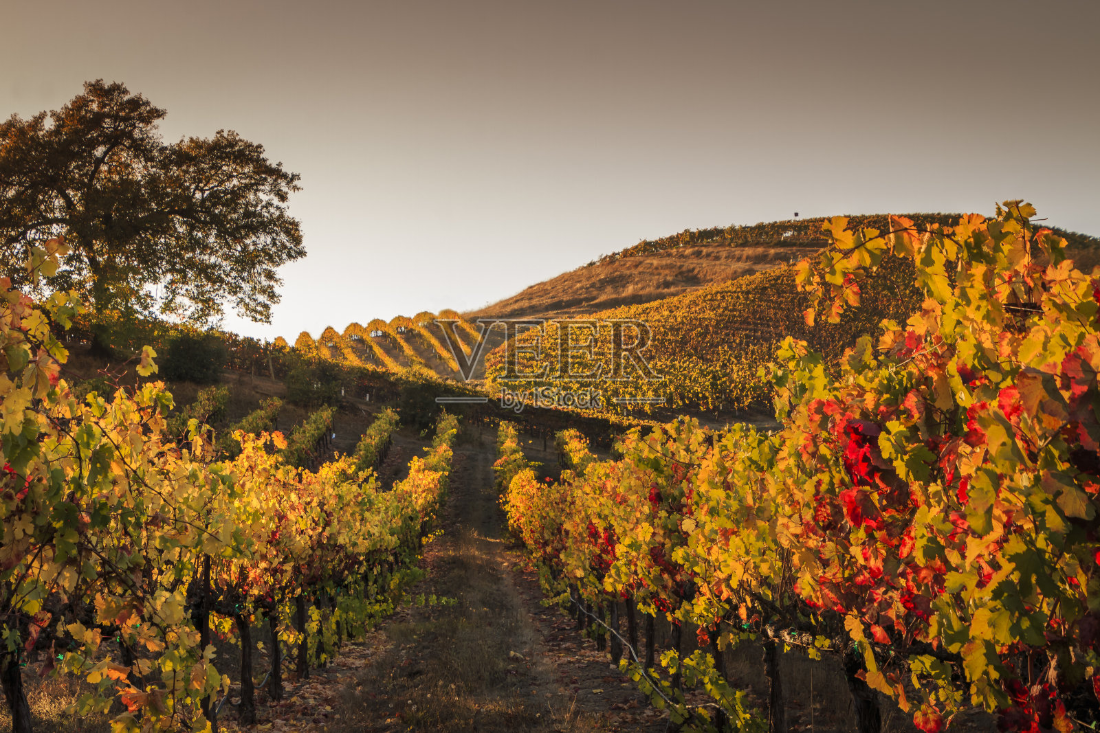 山间葡萄园的秋天日落照片摄影图片