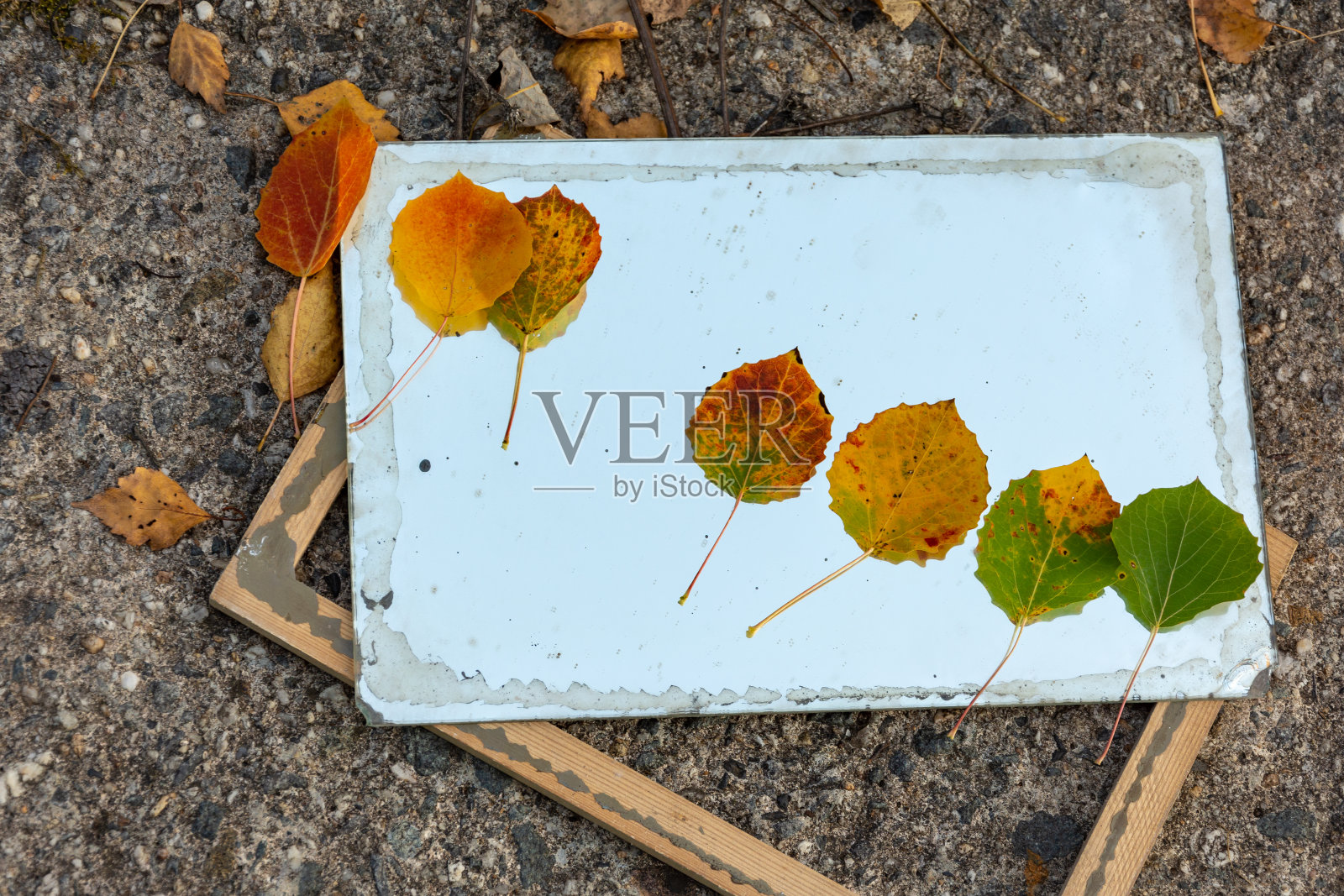 旧玻璃上的秋叶照片摄影图片