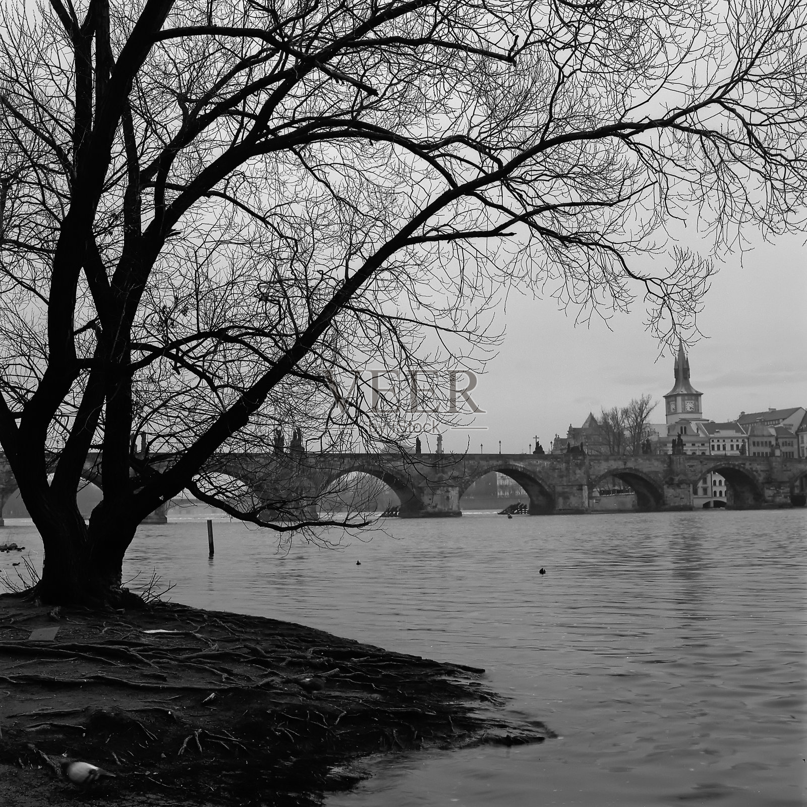 河岸上的一棵光秃秃的树勾勒出布拉格城的背景,还有查尔斯大桥照片摄影图片