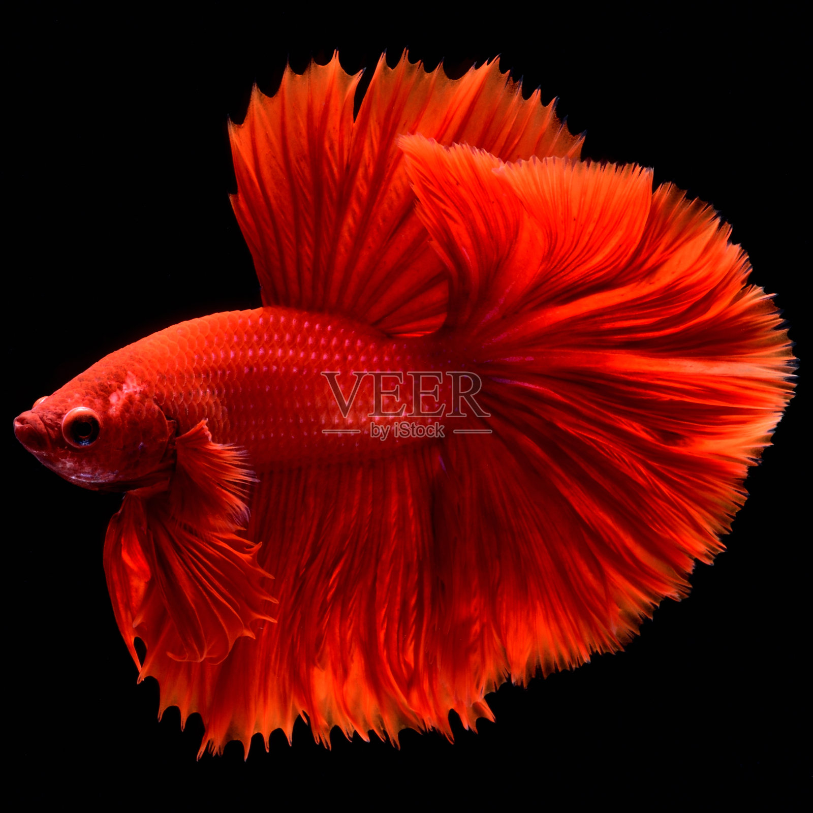 红色斗鱼照片摄影图片