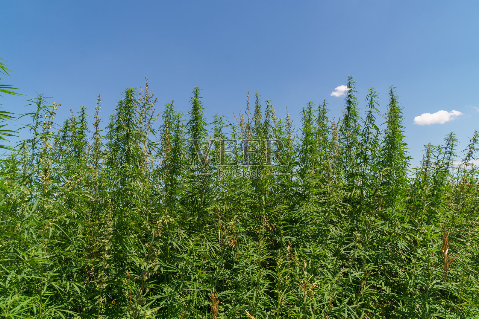 草地和田野的植物-大麻,大麻,大麻照片摄影图片
