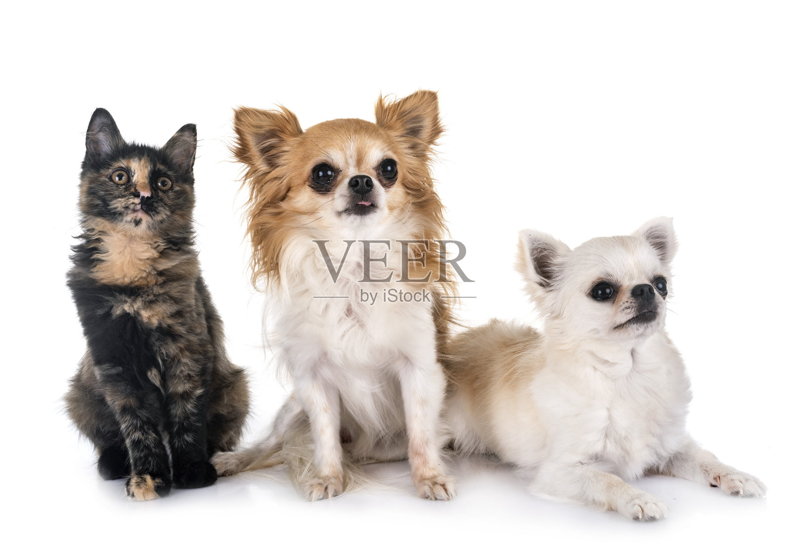 三色小猫和吉娃娃照片摄影图片