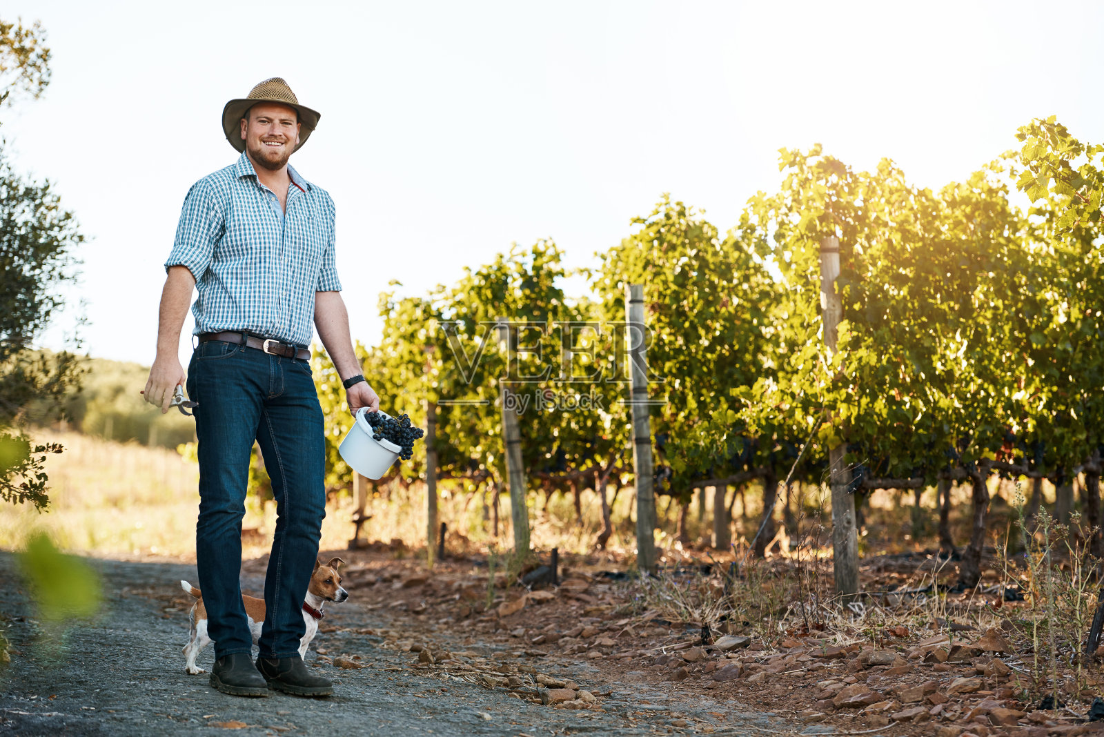 在外面摘我们最好的庄稼照片摄影图片