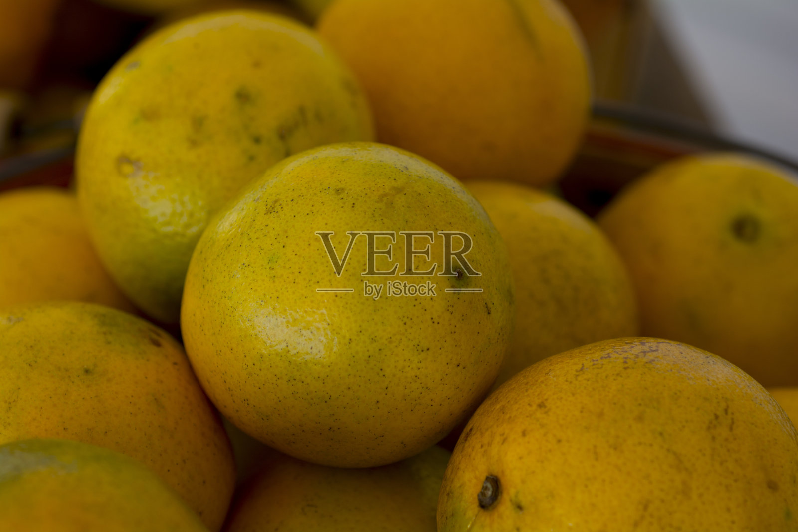 新鲜摘橘子照片摄影图片