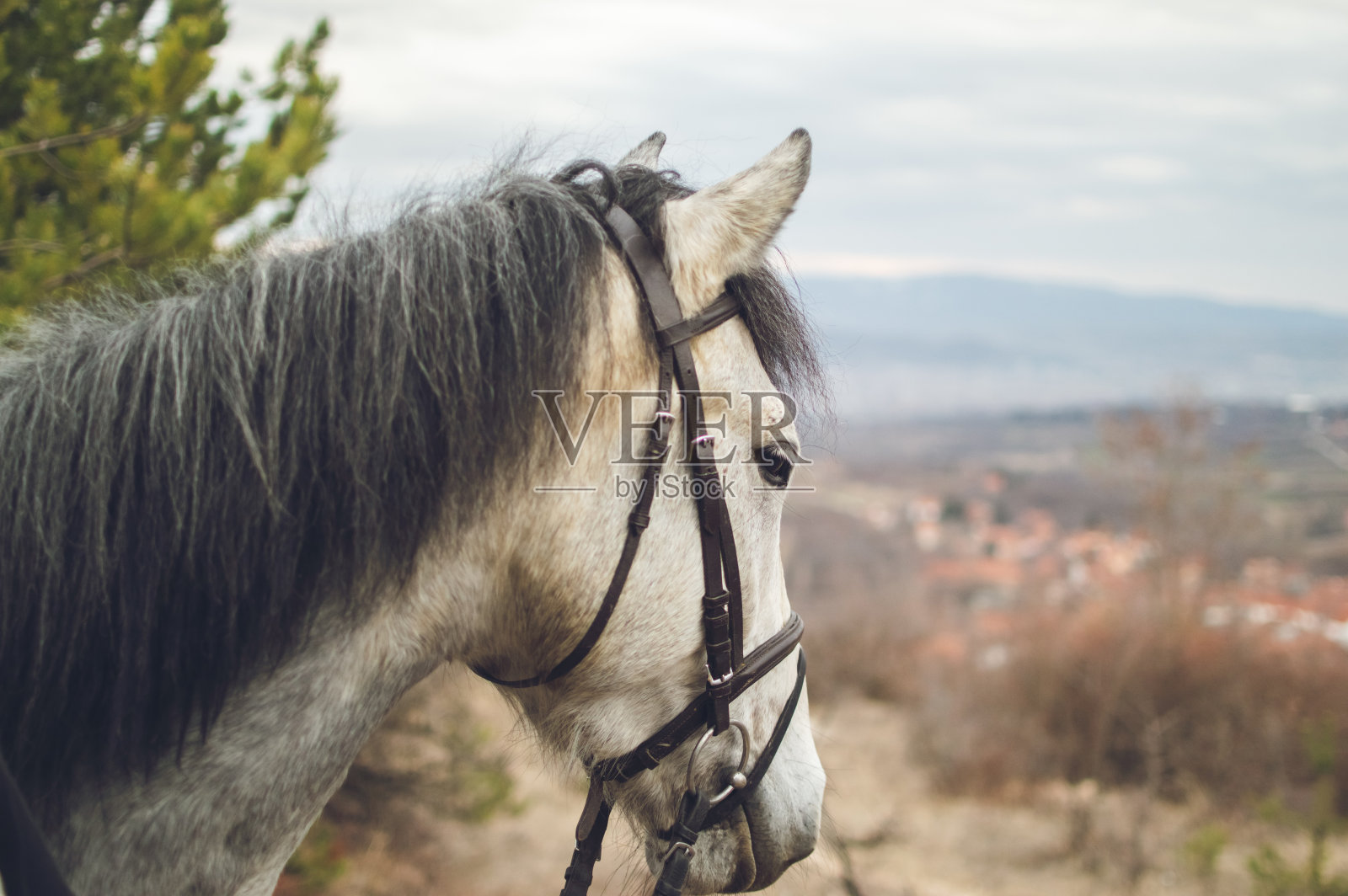 美丽的白色的马照片摄影图片