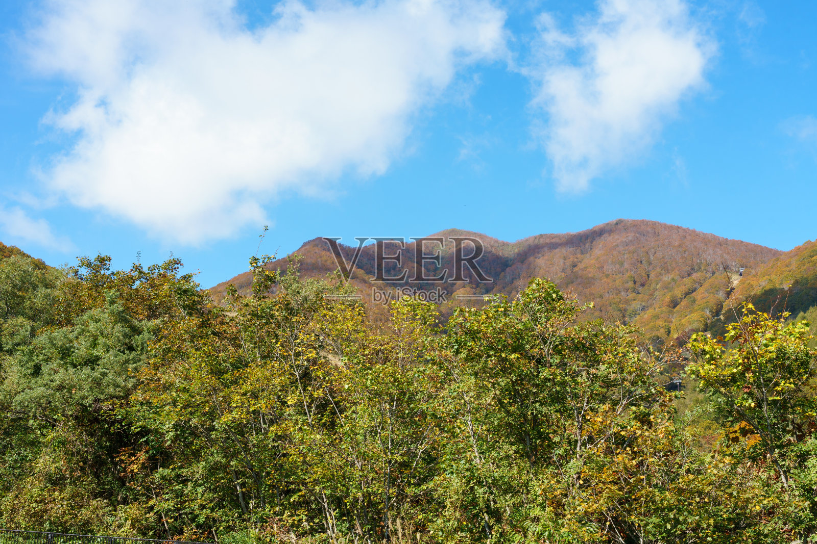秋叶,日本福岛照片摄影图片