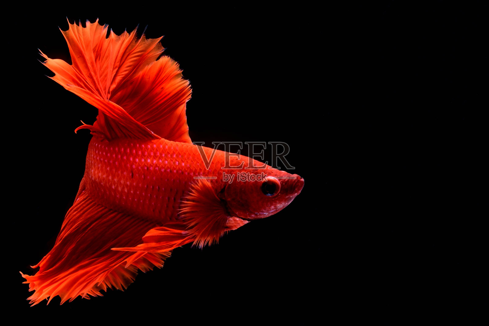 红斗鱼。照片摄影图片