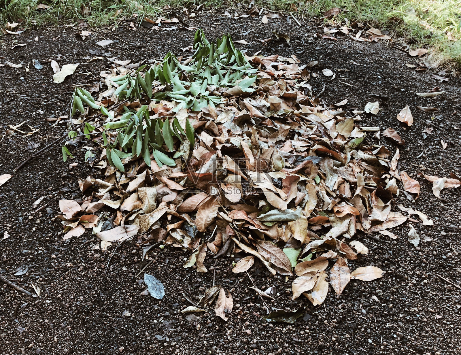 干叶组照片摄影图片