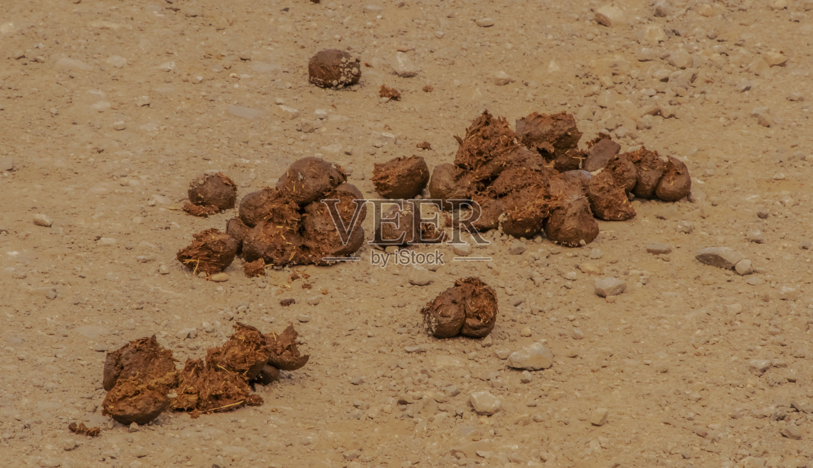 路上的马粪,混有干草照片摄影图片
