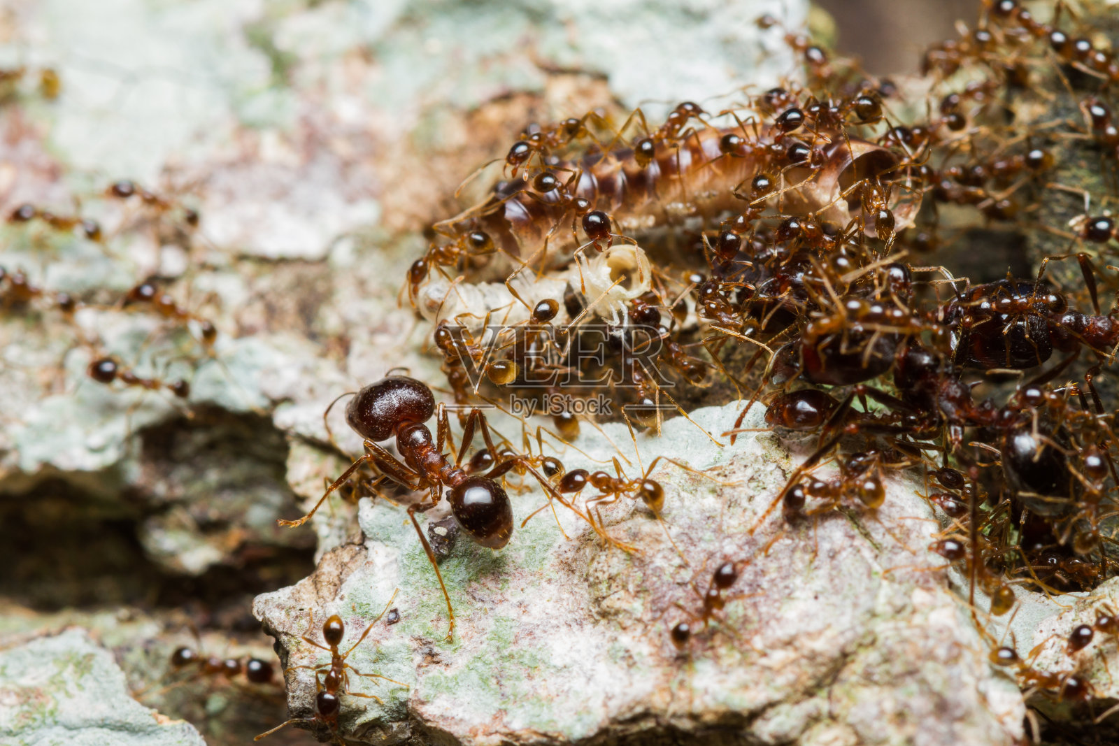 大黑蚁被小蚂蚁团团围住照片摄影图片