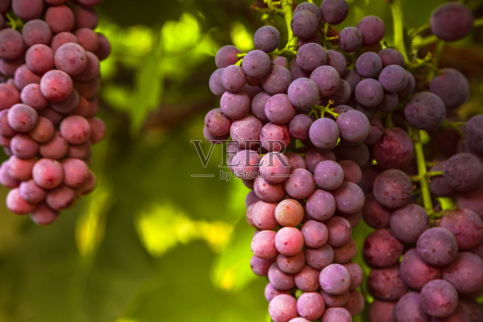 成熟的葡萄照片摄影图片