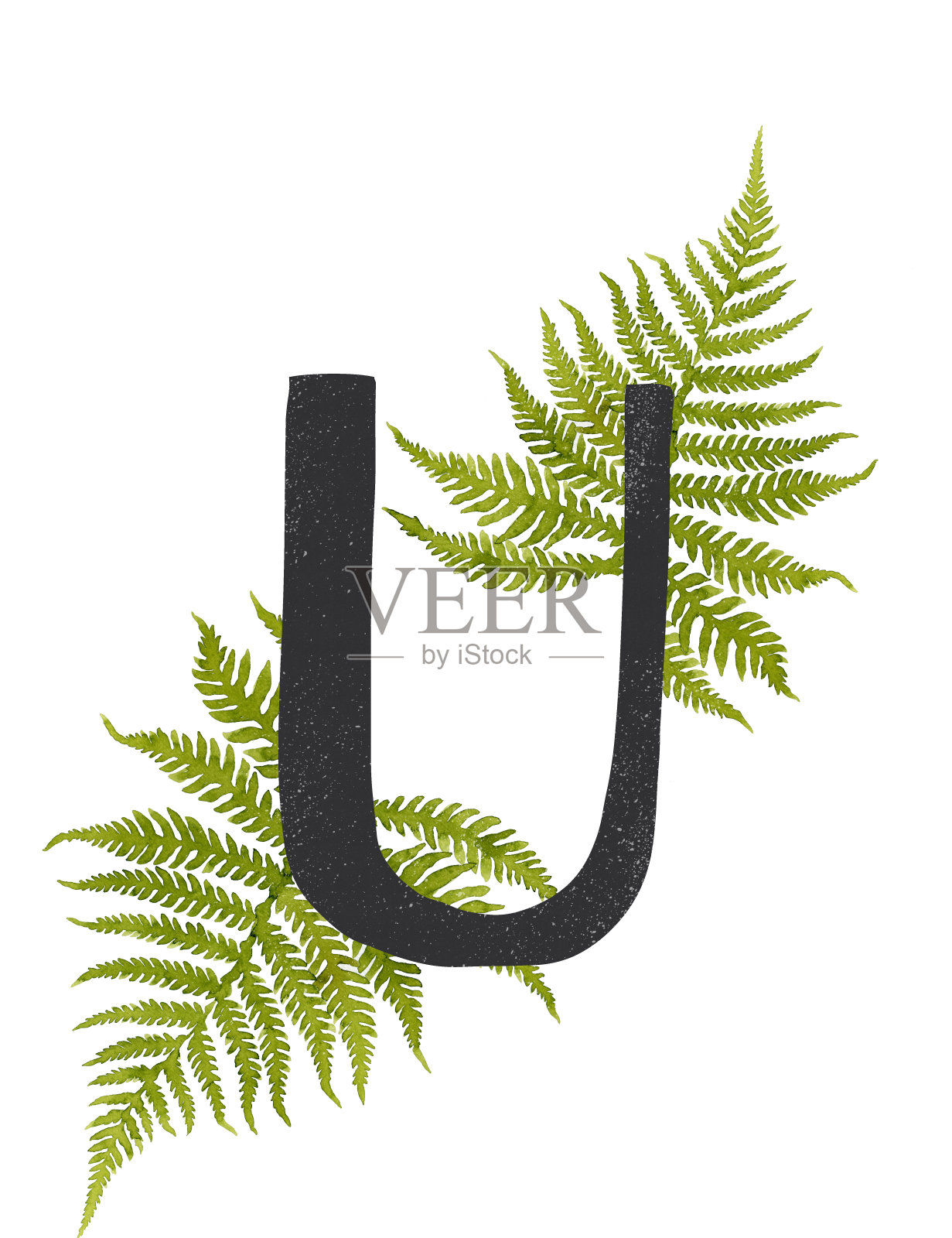 黑色字母U与绿色水彩蕨交织设计元素图片