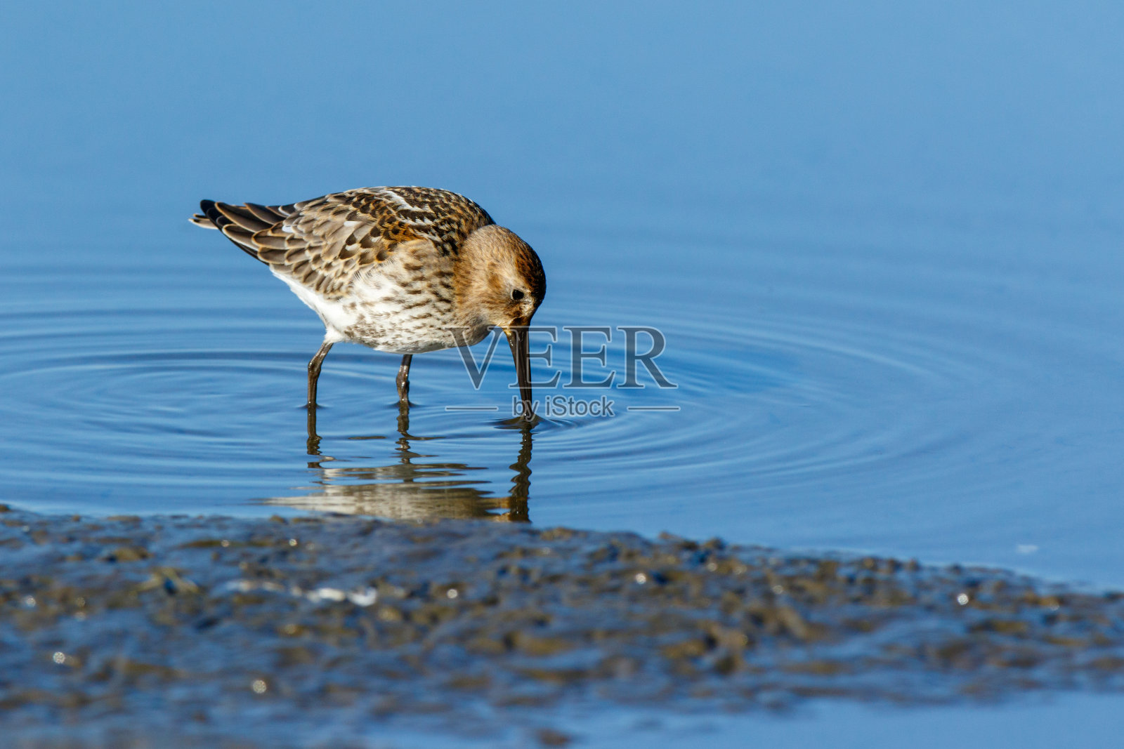 檀香(Calidris alpina)照片摄影图片