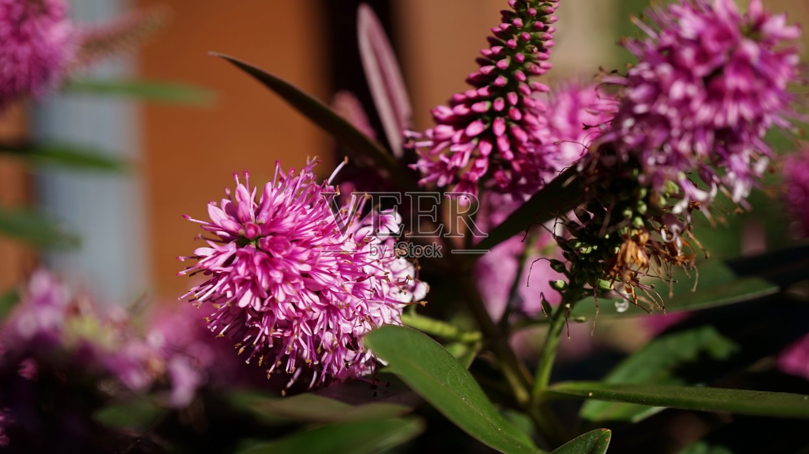 赫比混合漂亮 'n' 粉红照片摄影图片