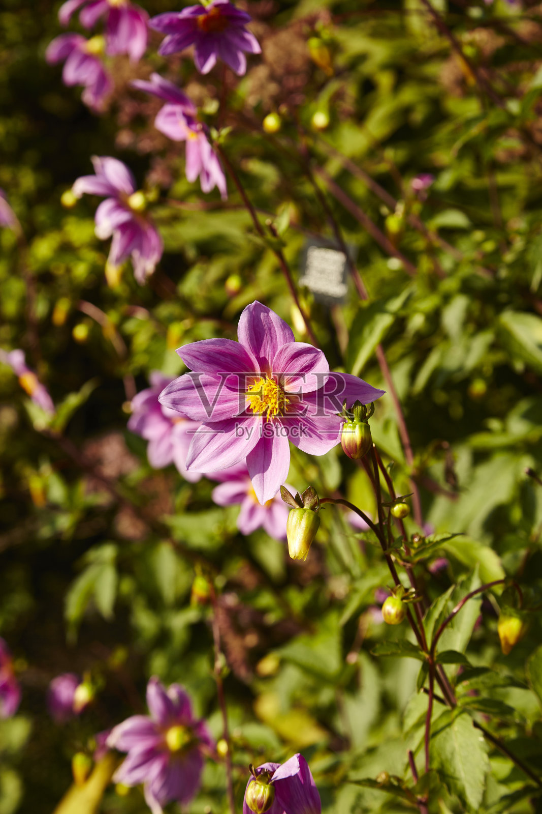 达莉娅·索雷尼照片摄影图片