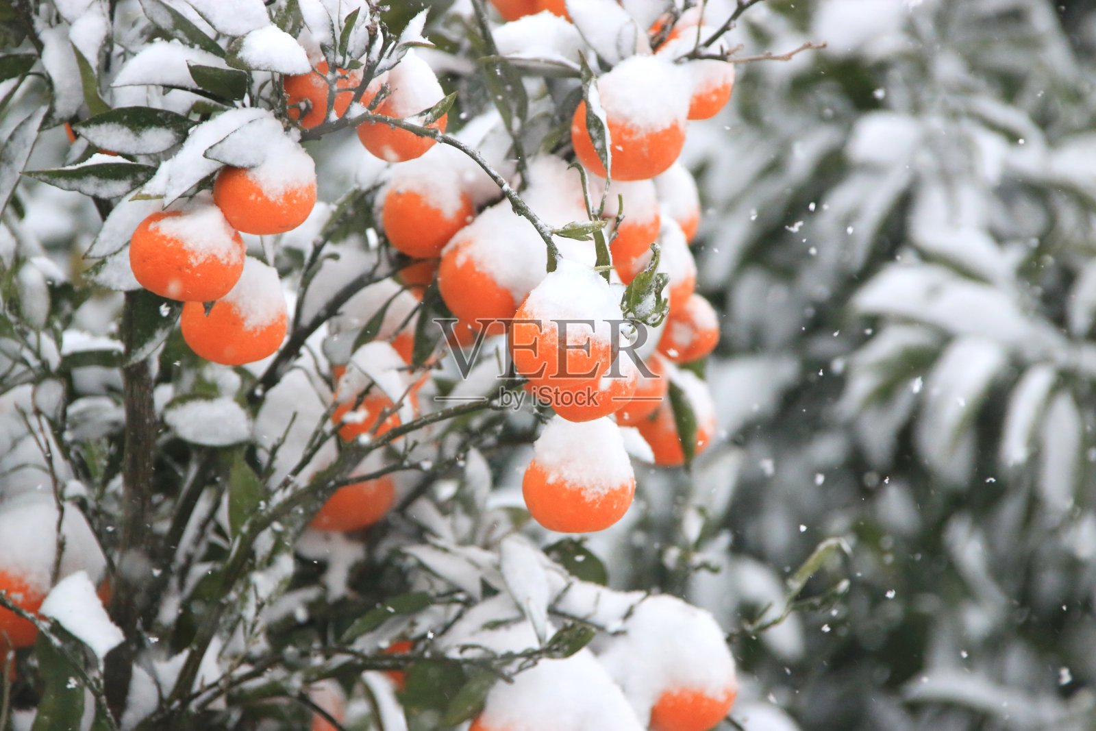 柑橘,冬天,雪,暴风雪照片摄影图片