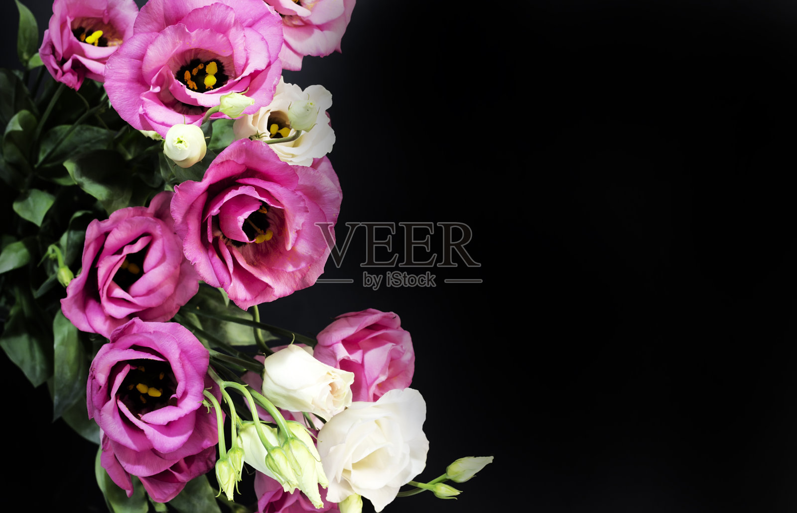 一束粉红色和白色的花在黑色的背景上照片摄影图片