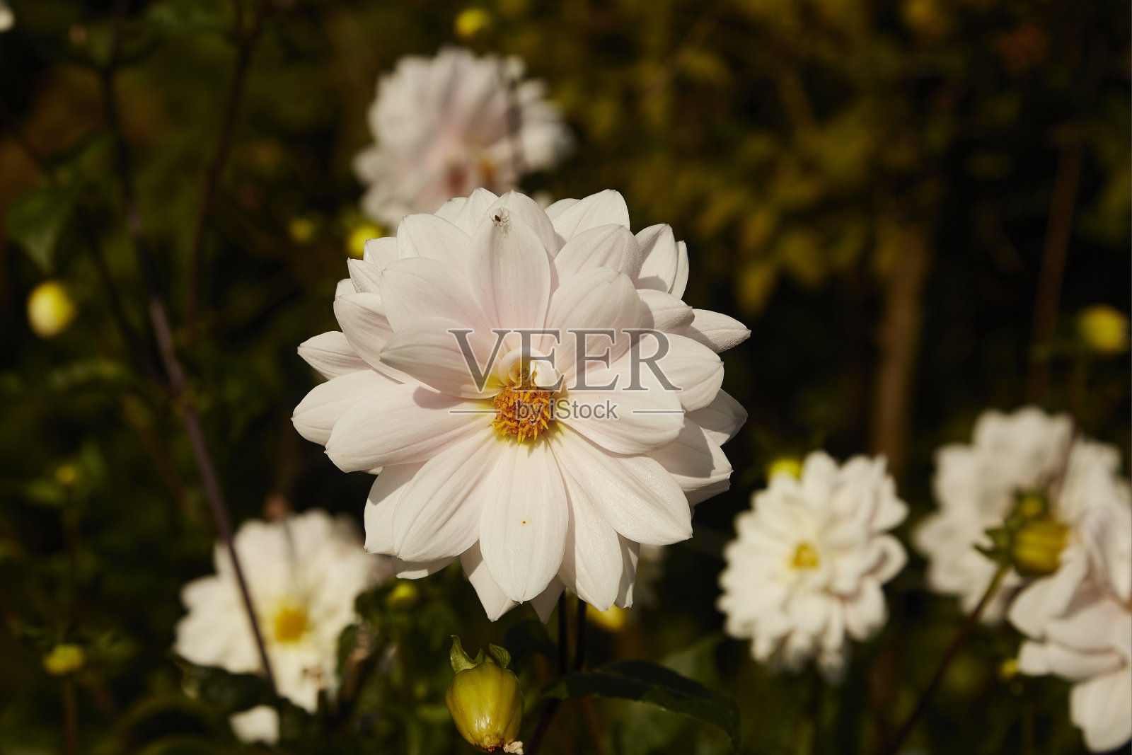 大丽银年照片摄影图片