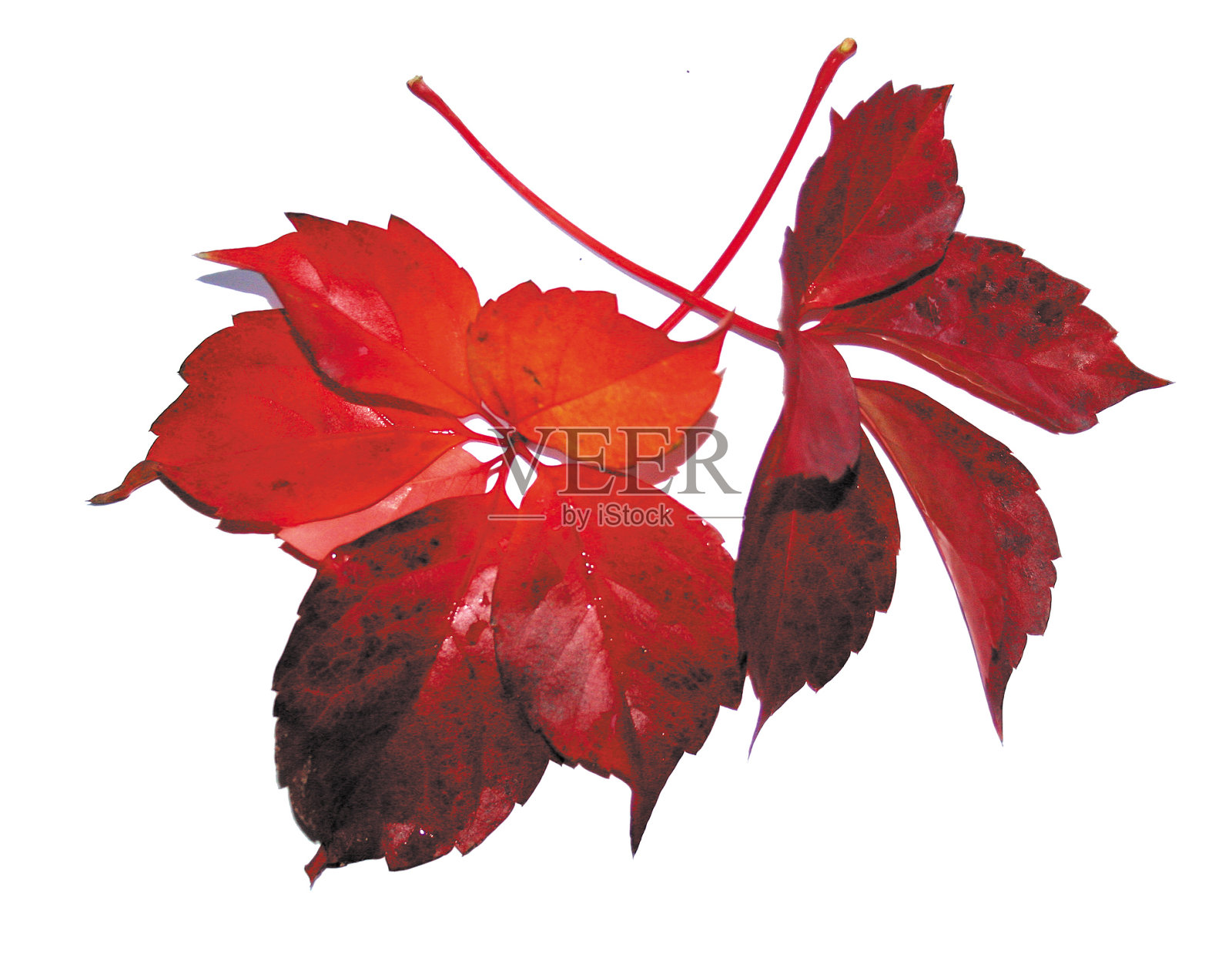 秋叶照片摄影图片