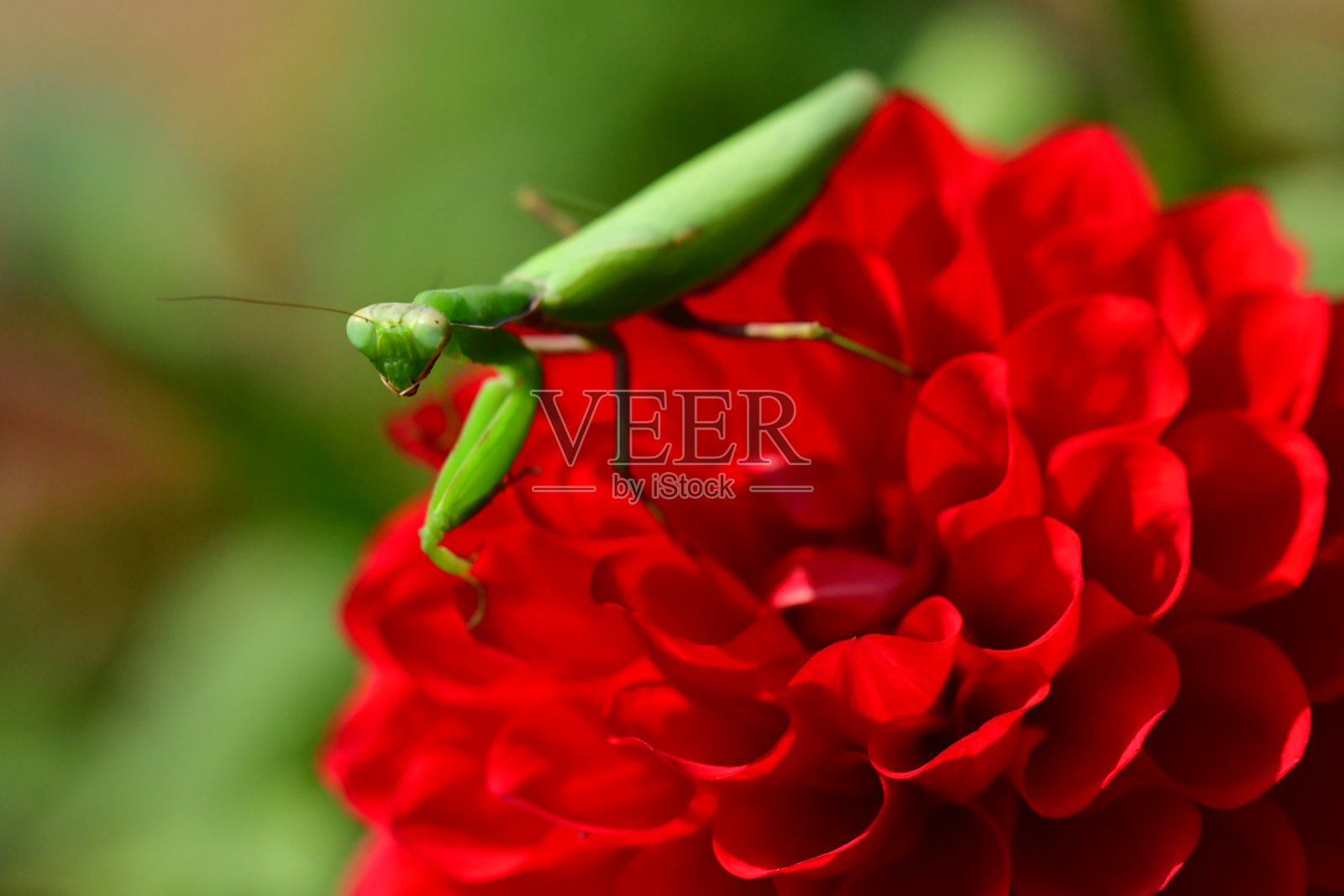 螳螂与红色大丽花照片摄影图片
