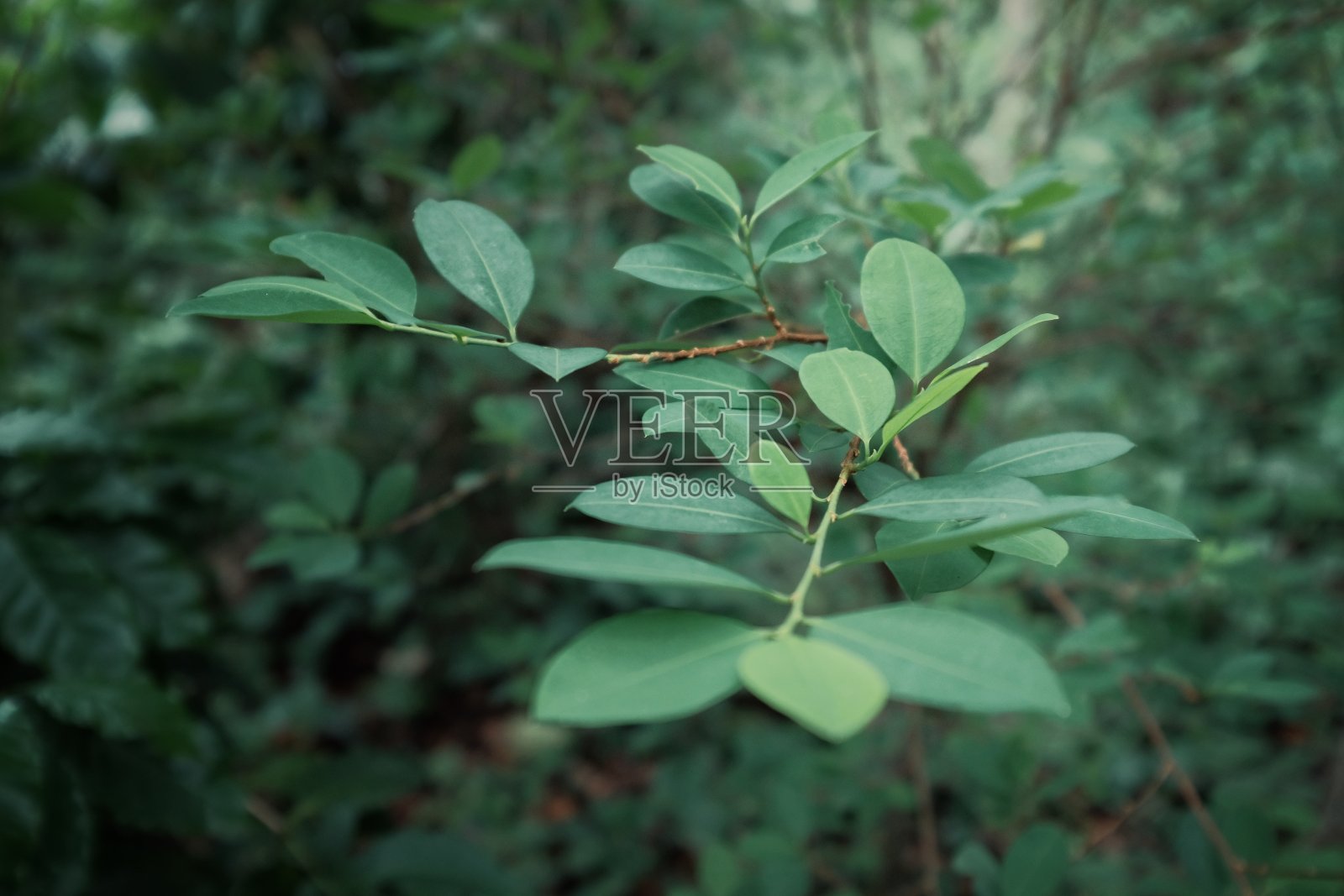在一个农民的家花园里种植绿色的古柯叶照片摄影图片