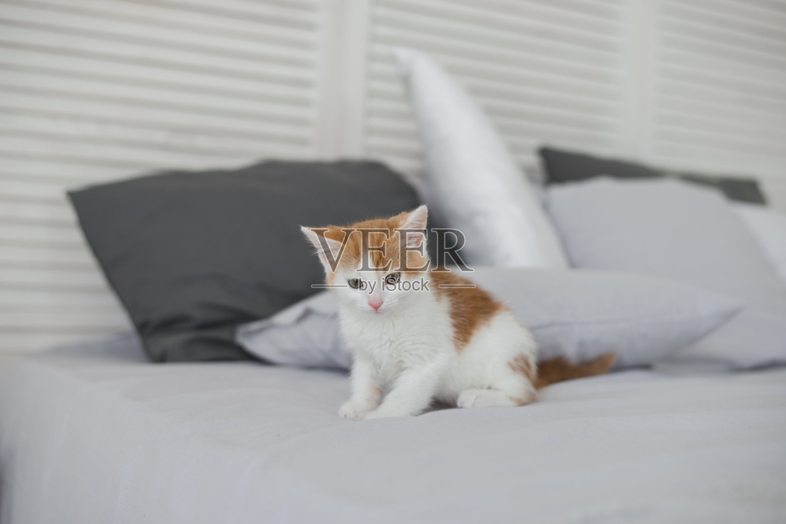 可爱的小猫在舒适的室内照片摄影图片