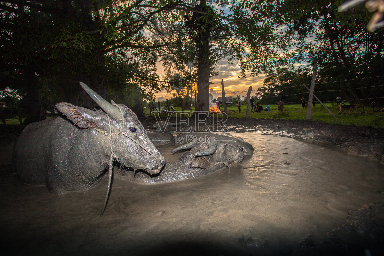 水牛睡在泥棚里照片摄影图片