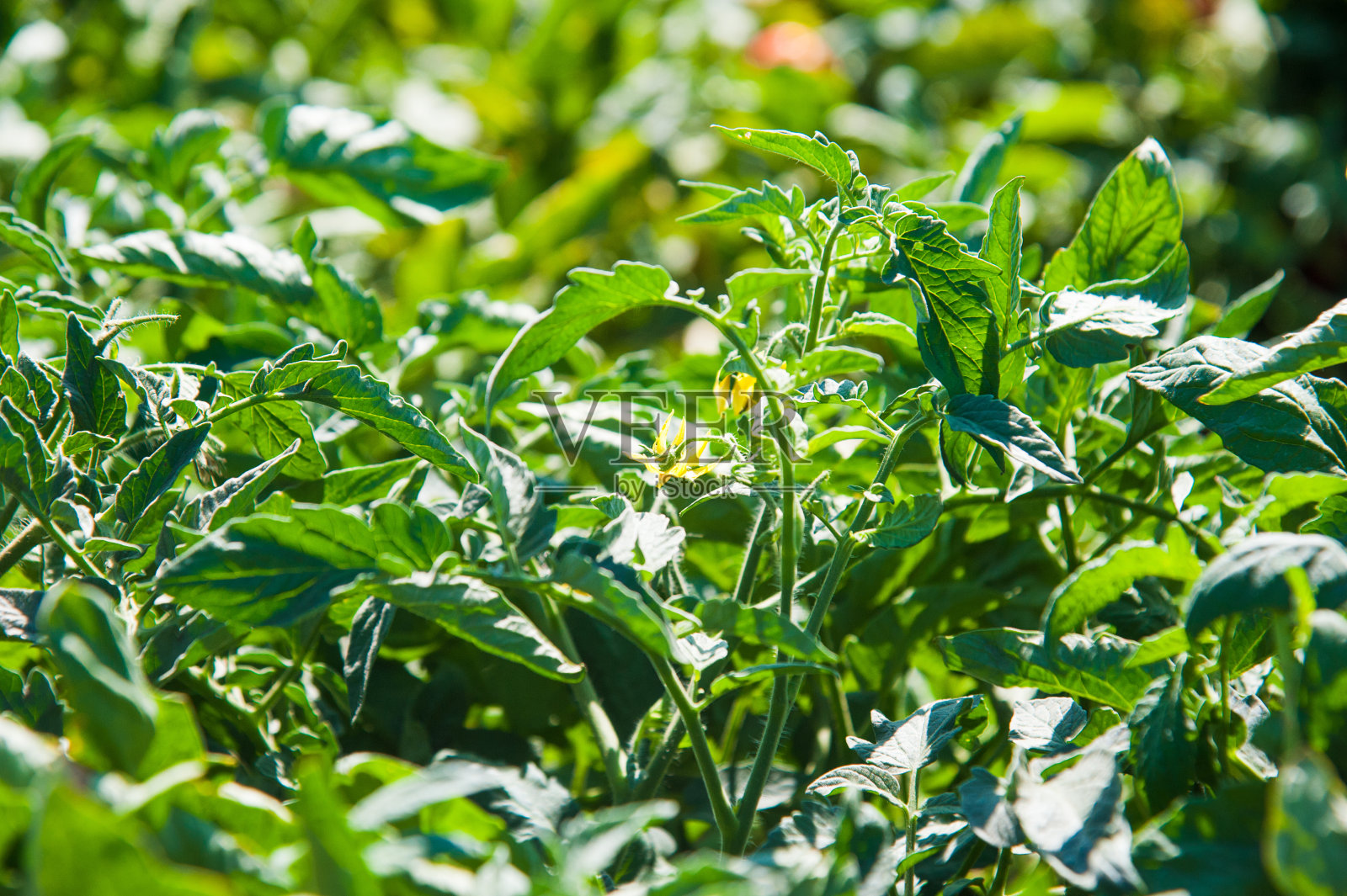 自然领域西红柿照片摄影图片