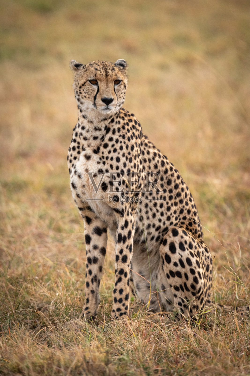 坐在草原上的猎豹回头看照片摄影图片
