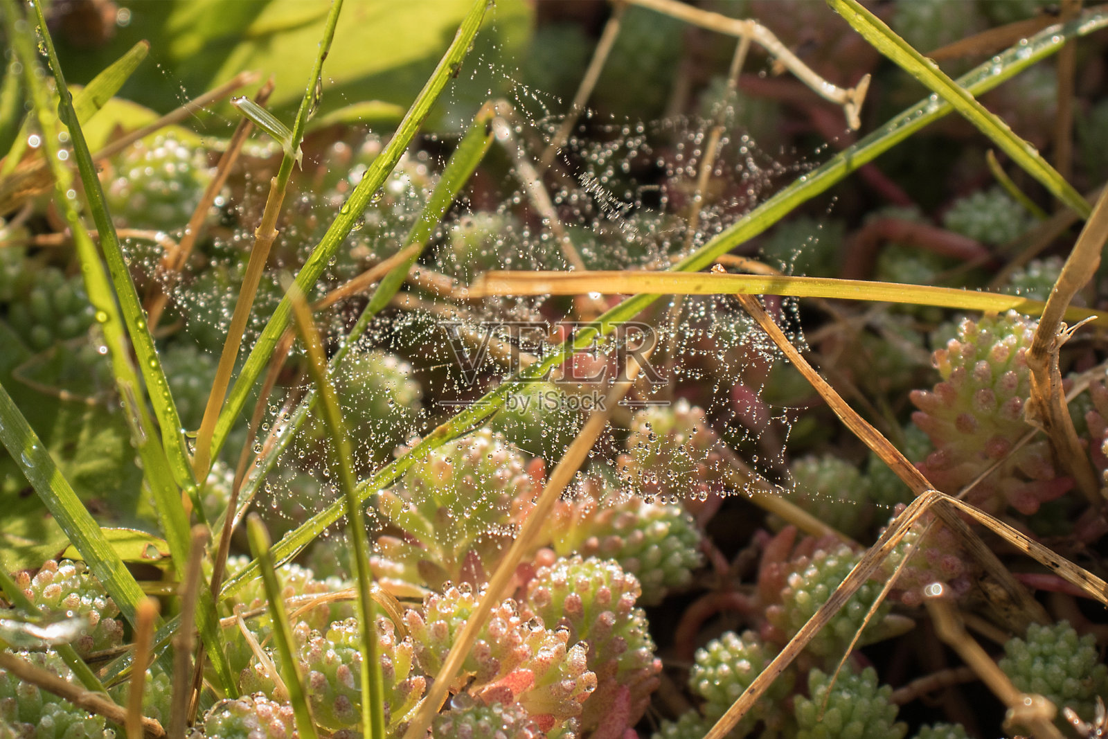 新鲜的草和露珠靠近照片摄影图片