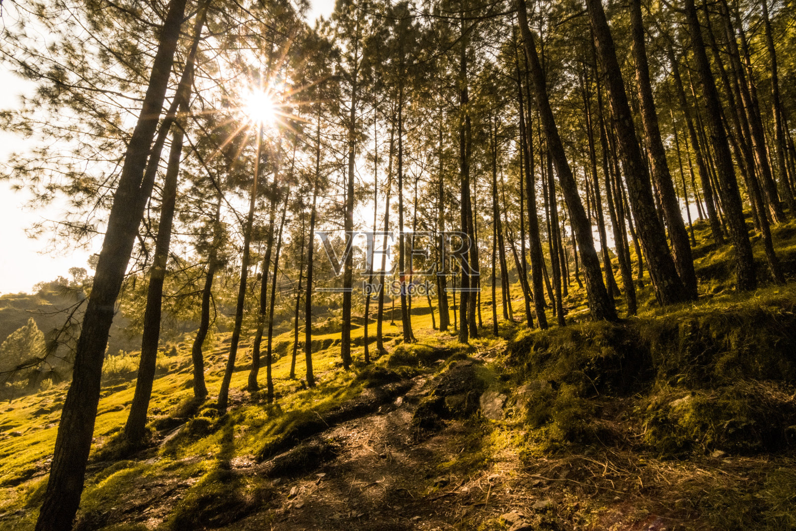 印度北坎德邦Bageswar的松树林照片摄影图片