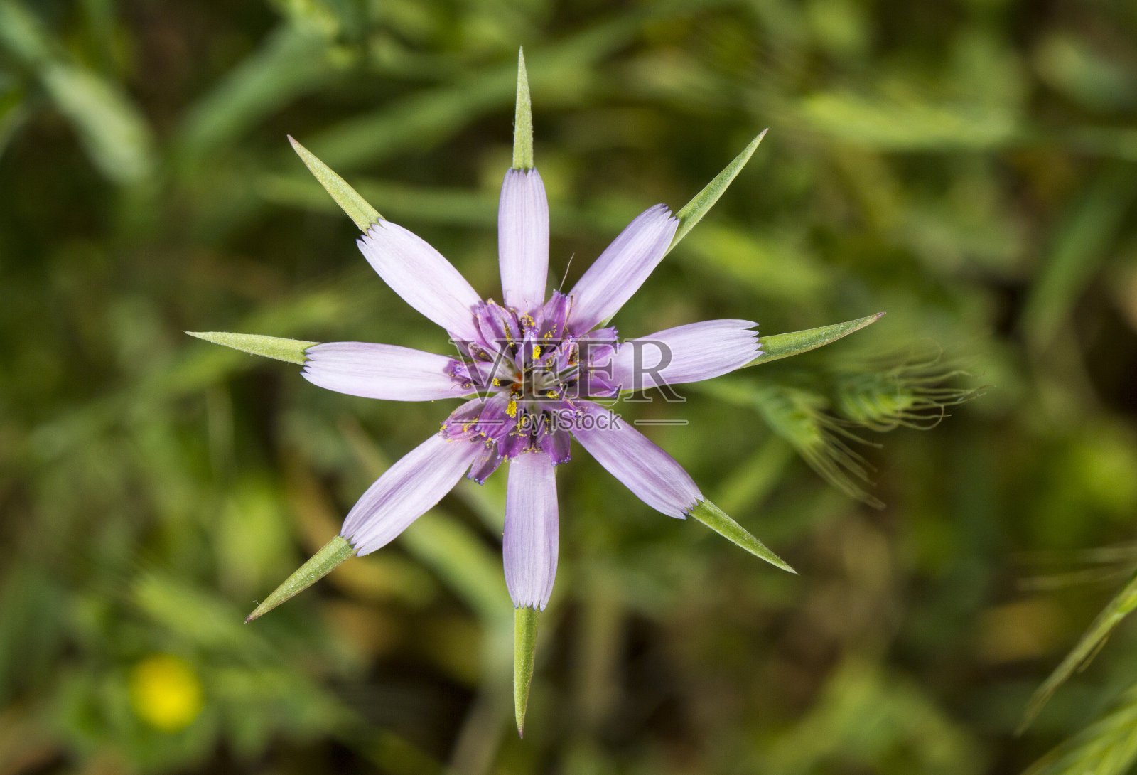 Tragopogon hybridus花照片摄影图片