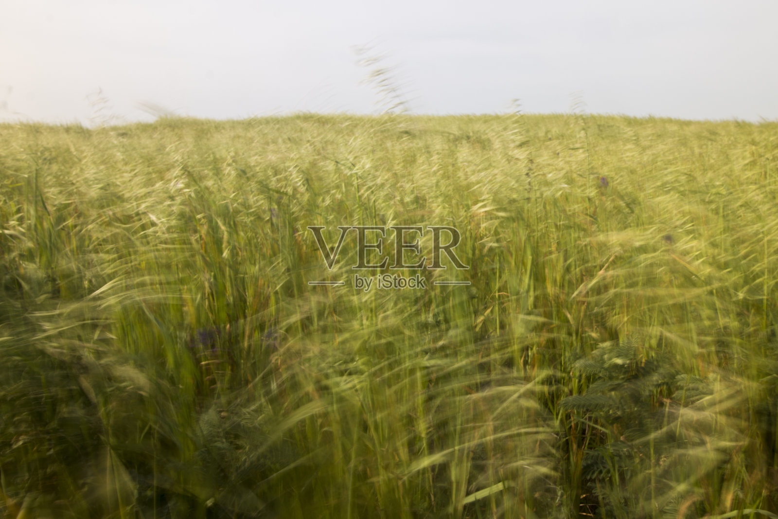 地中海原生植被照片摄影图片