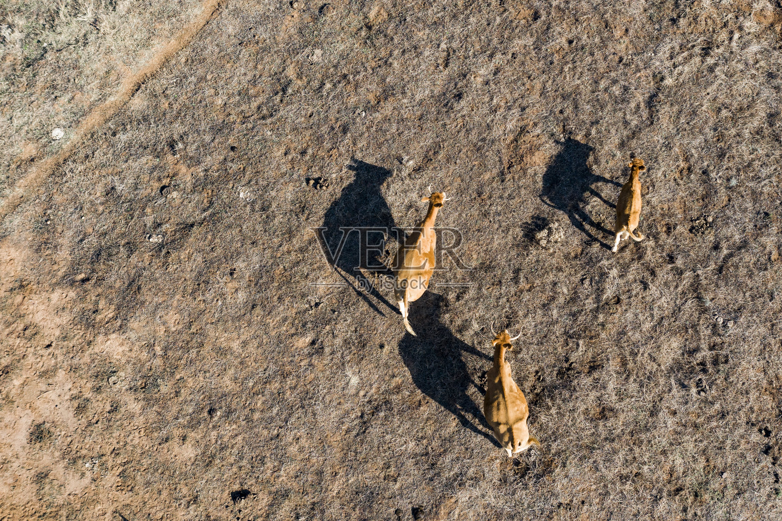 鸟瞰图一些奶牛在一个农场吃草。照片摄影图片