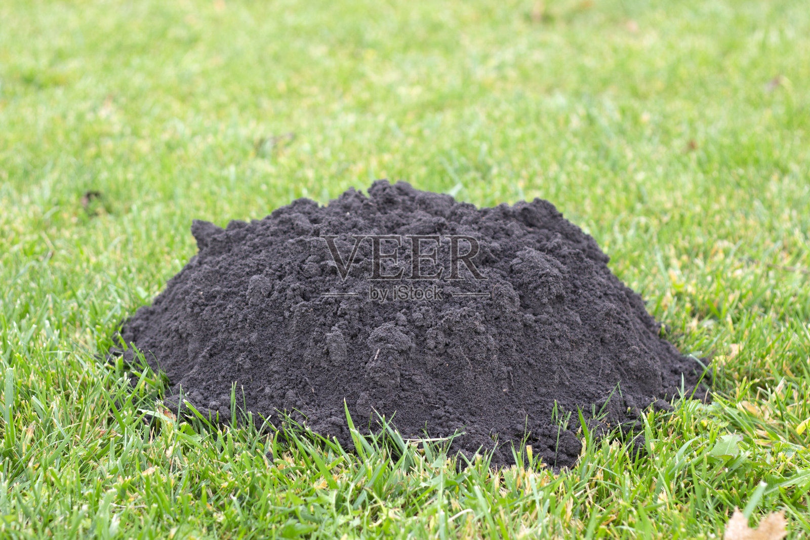 阳光明媚的日子,鼹鼠群在草坪上形成的鼹鼠丘。照片摄影图片